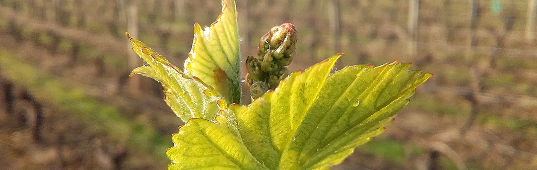 Bourgeon en hiver