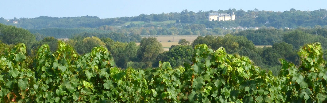 Vignes et chateau de Chaumont