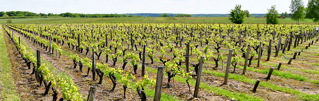 Vignes Domaine de Rabelais